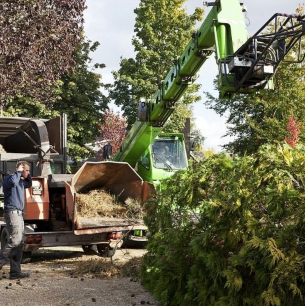 Tree Removal Rocklin
